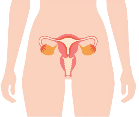 female reproductive system