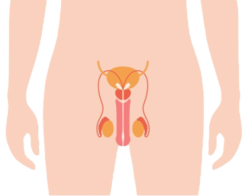 male reproductive system