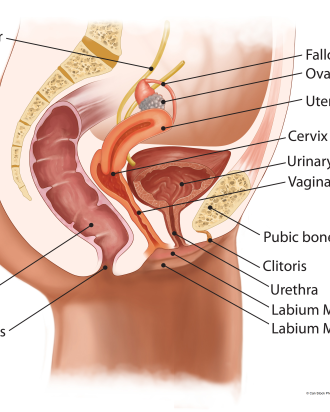 Female reproductive system - colour