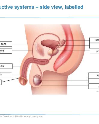 Male reproductive system labelled