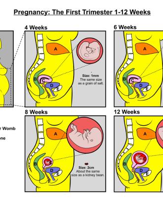 Pregnancy Teachers Sheet